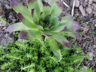 Zestaw roślin na skalniak 100 sztuk mix gatunków