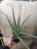 aloe vera aloes zwyczajny don. 13