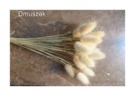dmuszek lagurus naturalny suszony bukiet 50szt