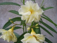 Nerium Oleander LUTEUM PLENUM młoda ukorzeniona sadzonka