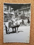 Krynica? dziecko kucyk koń (882c)