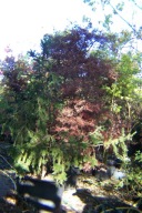 Świerk Fuszima 16 letni okaz pienny szczepiony zapachowy inny