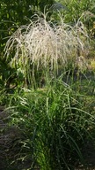 Miskant chiński Frou Frou - Elegancka trawa ozdobna - subtelny złoty sznyt