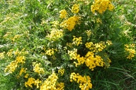 Wrotycz Pospolity Nasiona Naturalne 1g