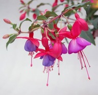 Fuksja Fuchsia Ballerina Blau