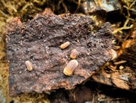 Cubaris Sp. Rubber Ducky prosionki ekipa sprzątająca do terrarium 5 sztuk