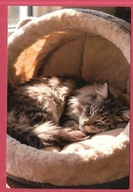 Kot kotek koty rasa harce kot w życiu człowieka pocztówka