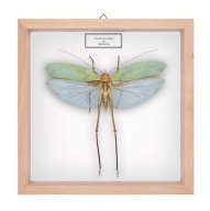 Pasikonik w gablotce Arachnacris tenuipes