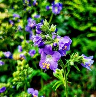 Wielosił błękitny, koziełek, doniczka