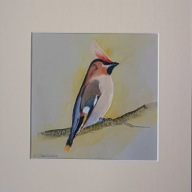 ptak jemiołuszka akwarela na papierze