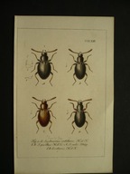chrząszcz scydmaenus, oryg. 1842