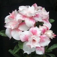 RÓŻA PUSTYNI ADENIUM CHANDRA NASIONA