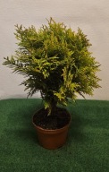 Tuja Danica (Thuja occidentalis 'Danica')