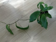 Hoya Hoja BICOLOR ukorzeniona