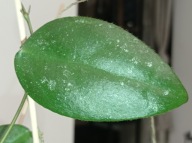 Hoya Hoja CAUDATA cięta