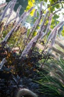 pluskwica Cimicifuga ramosa "Pink Spike"