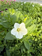 Supertunia Vista ładna duża sadzonka MINI VISTA white biała