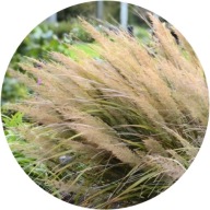 Trawa wieloletnia Trzcinnik krótkowłosy 1,5 L