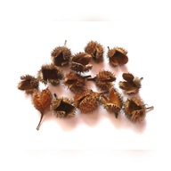 Szyszki bukowe Buka 100szt Bieszczady