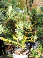 Sosna satelit z mchem daglezja cis jałowiec cyprys świerk jodła inna