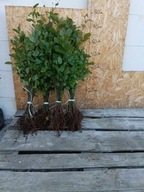 GRAB POSPOLITY sadzonki 30-50 cm 100 SZTUK Producent