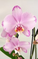 PHALENOPSIS storczyk xanion
