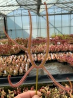 Rosiczka - Drosera binata var dichotoma giant 20x!! Świeże!