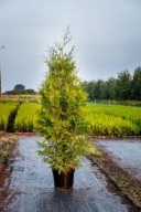Tuja BRABANT UKORZENIONA 100% PRZYJĘCIA 120-150 cm