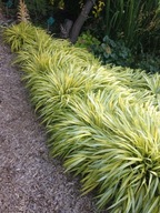 TRAWA OZDOBNA Turzyca Morrowa Vanilla Ice DUZA SADZONKA 30 CM NA OBWÓDKI