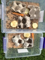 Dubia dubie karaczany argentyńskie wylęg do 1,5cm 50 sztuk