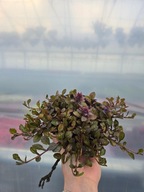 Dąbrówka rozłogowa, Ajuga Rainbow