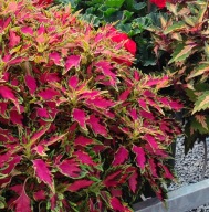 Koleus Coleus hybridus DOWN TOWN Vegas Neon KOLOROWA ROŚLINA