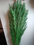 Trawa leśna trzcina naturalna zboże kłosy susz ciemno zielony na palmy 30s
