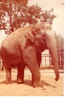 SŁOŃ - POCZTÓWKA Z LAT 80-TYCH.