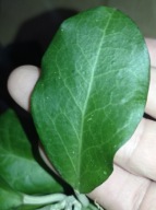 Hoya Hoja sp. SULAWESI UT031 cięta