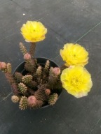 Mrozoodporna Opuntia NN