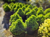 Świerk Biały Alberta Globe (jak Conica)