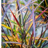 Miskant chiński ,,BURACZOK" Polska nowa bordowa odmiana EXTRA