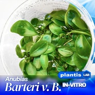 Anubias Barteri roślina akwariowa In Vitro kubek 6 cm PLANTIS