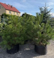 Sosna czarna 150-170cm