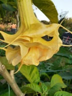 Brugmansia datura, Wuppergold