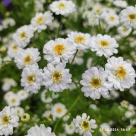 Złocień maruna - 400 nasion