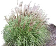 Trawa wieloletnia Miscant Yaka Dance 2L