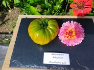 Pomidor Malachitowa Szkatułka Malachit Box najlepsza z zielonych odmian