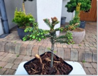 Abies procera 'Pospisil' - !!! !!! !!!