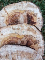 Plaster drewna Osika krążek 1 szt duży. – 30-35 cm Grubość 2 cm Naturalny