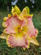 Liliowiec PRINCESS ROKSOLANA