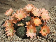 Kaktus ,Rebutia, Mediolobivia mudanensis WR 689