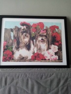 Pieski - Haft Diamentowy