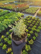 Santolina cyprysikowata, srebrna, krzewinka pachnąca